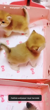 Cara Membuat Video Tik Tok Menjadi Live Wallpaper di Android