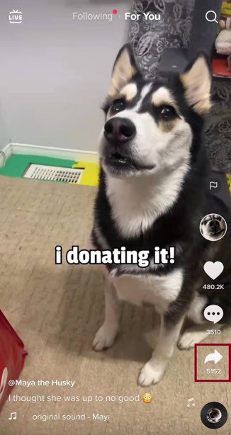 Kunjungi aplikasi TikTok dan salin URL video