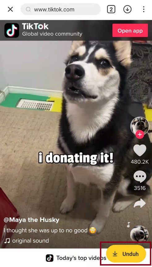 Unduh Video TikTok favorit anda